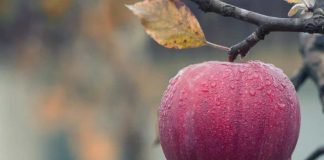 Noticia: Argentina | La fruticultura se achica: por qué desaparecen miles de...