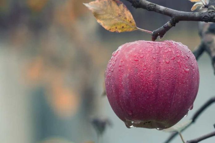 Argentina La fruticultura se achica por qué desaparecen miles de productores