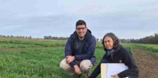 Argentina | La nueva avena del INTA Barrow, que promete más pasto