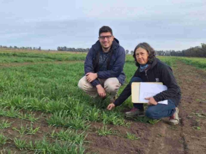 Argentina | La nueva avena del INTA Barrow, que promete más pasto