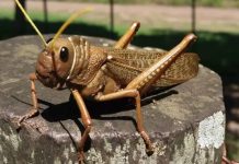 Argentina Lucha contra tucuras y langostas Neuquén reunió a expertos de 39 países