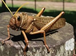 Argentina | Lucha contra tucuras y langostas: Neuquén reunió a expertos de 39 países Argentina Lucha contra tucuras y langostas Neuquén reunió a expertos de 39 países