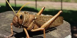 Argentina Lucha contra tucuras y langostas Neuquén reunió a expertos de 39 países