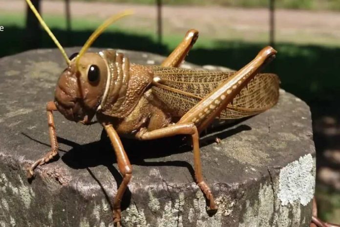 Argentina Lucha contra tucuras y langostas Neuquén reunió a expertos de 39 países