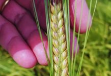 Argentina | Nueva cebada cervecera de alto rendimiento y máxima tolerancia al frío Argentina Nueva cebada cervecera de alto rendimiento y máxima tolerancia al frío