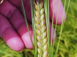 Argentina Nueva cebada cervecera de alto rendimiento y máxima tolerancia al frío