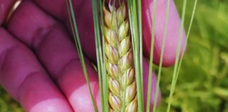 Argentina Nueva cebada cervecera de alto rendimiento y máxima tolerancia al frío