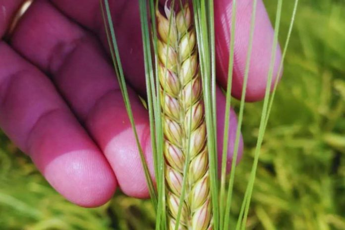 Argentina Nueva cebada cervecera de alto rendimiento y máxima tolerancia al frío