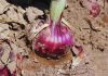 Argentina | Presentan una nueva variedad de cebolla de bulbos rojos Argentina | Presentan una nueva variedad de cebolla de bulbos rojos
