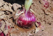 Argentina | Presentan una nueva variedad de cebolla de bulbos rojos Argentina | Presentan una nueva variedad de cebolla de bulbos rojos