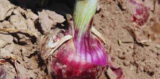 Argentina | Presentan una nueva variedad de cebolla de bulbos rojos Argentina | Presentan una nueva variedad de cebolla de bulbos rojos