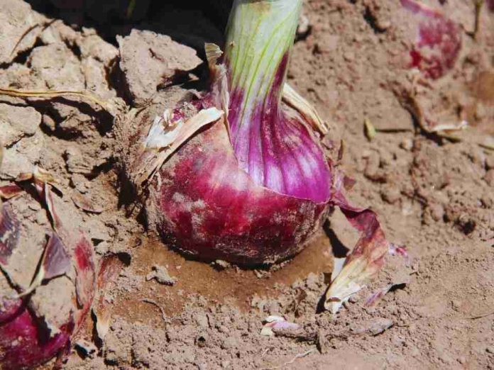 Argentina Presentan una nueva variedad de cebolla de bulbos rojos Argentina | Presentan una nueva variedad de cebolla de bulbos rojos