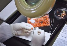 Argentina | Semillas viables, la base del éxito agrícola Argentina Semillas viables, la base del éxito agrícola