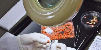 Argentina Semillas viables, la base del éxito agrícola