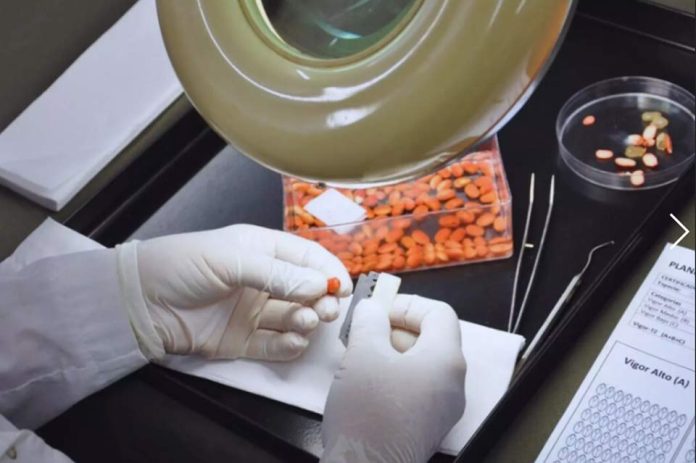 Argentina Semillas viables, la base del éxito agrícola Argentina Semillas viables, la base del éxito agrícola