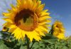 Argentina lidera la producción de girasol con certificación sustentable Argentina lidera la producción de girasol con certificación sustentable