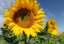 Argentina lidera la producción de girasol con certificación sustentable Argentina lidera la producción de girasol con certificación sustentable