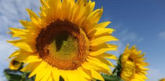 Argentina lidera la producción de girasol con certificación sustentable