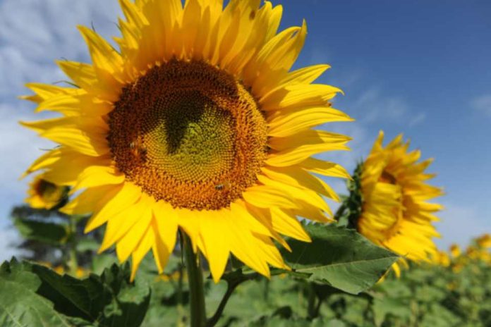 Argentina lidera la producción de girasol con certificación sustentable