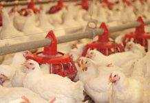 Argentina recupera su estatus de país libre de Influenza Aviar Altamente Patógena