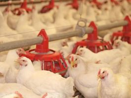 Argentina recupera su estatus de país libre de Influenza Aviar Altamente Patógena