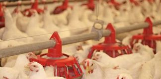 Argentina recupera su estatus de país libre de Influenza Aviar Altamente Patógena