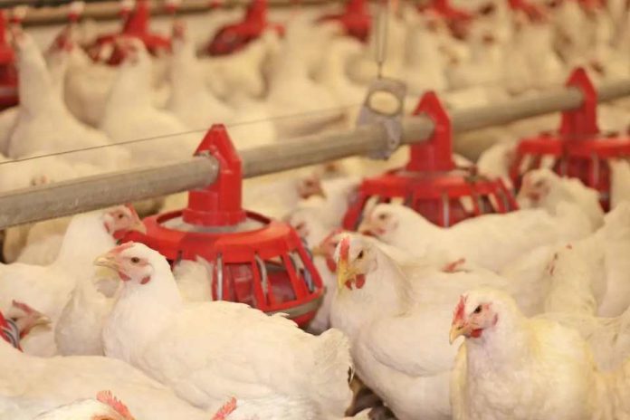 Argentina recupera su estatus de país libre de Influenza Aviar Altamente Patógena