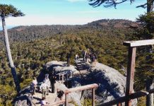Autoridades refuerzan agenda de desarrollo turístico en Parque Nacional Nahuelbuta Autoridades refuerzan agenda de desarrollo turístico en Parque Nacional Nahuelbuta