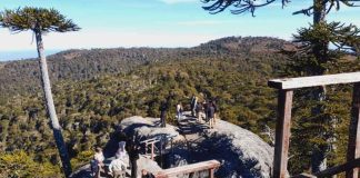Autoridades refuerzan agenda de desarrollo turístico en Parque Nacional Nahuelbuta Autoridades refuerzan agenda de desarrollo turístico en Parque Nacional Nahuelbuta