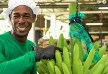 Banano colombiano tuvo exportaciones récord en 2025 alcanzando US$1.309 millones en ventas