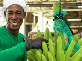 Banano colombiano tuvo exportaciones récord en 2025 alcanzando US$1.309 millones en ventas