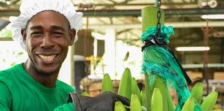 Banano colombiano tuvo exportaciones récord en 2025 alcanzando US$1.309 millones en ventas