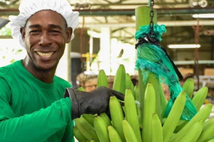 Banano colombiano tuvo exportaciones récord en 2025 alcanzando US$1.309 millones en ventas