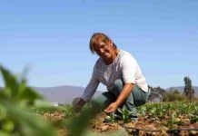 CNR dispone de $2.600 millones para concurso exclusivo para mujeres de Atacama y Coquimbo CNR dispone de $2.600 millones para concurso exclusivo para mujeres de Atacama y Coquimbo