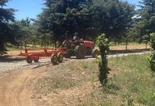 Carros cosecheros: La clave de Agromaci para garantizar la continuidad operativa en la agricultura chilena Carros cosecheros: La clave de Agromaci para garantizar la continuidad operativa en la agricultura chilena, Carros cosecheros Agromaci, transportador de bins