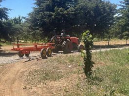 Carros cosecheros: La clave de Agromaci para garantizar la continuidad operativa en la agricultura chilena, Carros cosecheros Agromaci, transportador de bins