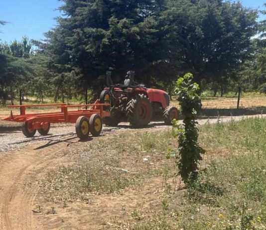 Carros cosecheros: La clave de Agromaci para garantizar la continuidad operativa en la agricultura chilena, Carros cosecheros Agromaci, transportador de bins