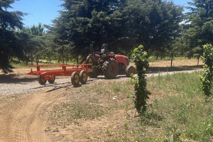 Carros cosecheros: La clave de Agromaci para garantizar la continuidad operativa en la agricultura chilena, Carros cosecheros Agromaci, transportador de bins
