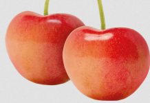 Cheery Glow gana terreno en Chile con 200 hectáreas plantadas.