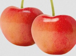 Cheery Glow gana terreno en Chile con 200 hectáreas plantadas.