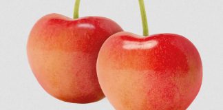 Cheery Glow gana terreno en Chile con 200 hectáreas plantadas.