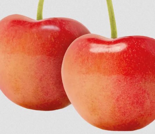 Cheery Glow gana terreno en Chile con 200 hectáreas plantadas.