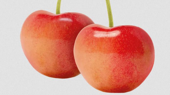 Cheery Glow gana terreno en Chile con 200 hectáreas plantadas.