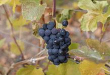 Chile Chico será sede de seminario y día de campo para potenciar la vitivinicultura en la Patagonia Aysén