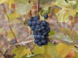 Chile Chico será sede de seminario y día de campo para potenciar la vitivinicultura en la Patagonia Aysén Chile Chico será sede de seminario y día de campo para potenciar la vitivinicultura en la Patagonia Aysén