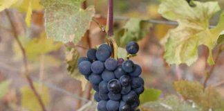Chile Chico será sede de seminario y día de campo para potenciar la vitivinicultura en la Patagonia Aysén Chile Chico será sede de seminario y día de campo para potenciar la vitivinicultura en la Patagonia Aysén
