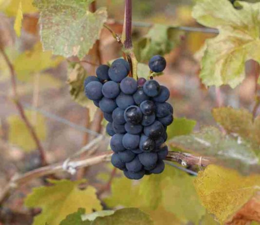 Chile Chico se une al desafío vitivinícola austral y apuestan por Denominación de Origen en la Patagonia