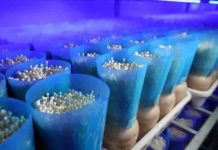 China | La agricultura inteligente en interiores ayuda a aumentar la producción de setas comestibles en el este de China