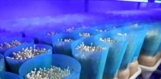 China | La agricultura inteligente en interiores ayuda a aumentar la producción de setas comestibles en el este de China China | La agricultura inteligente en interiores ayuda a aumentar la producción de setas comestibles en el este de China