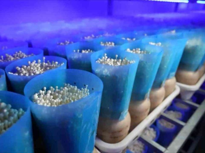 China La agricultura inteligente en interiores ayuda a aumentar la producción de setas comestibles en el este de China China | La agricultura inteligente en interiores ayuda a aumentar la producción de setas comestibles en el este de China